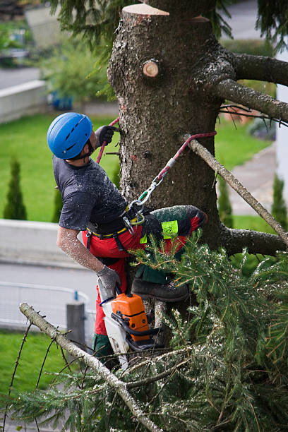 Best Palm Tree Trimming  in Crandall, TX